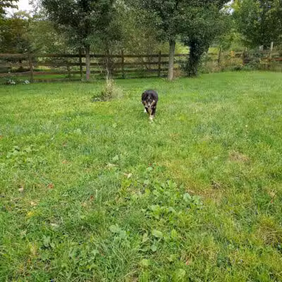 Abington Dog Park - Clarks Summit, PA