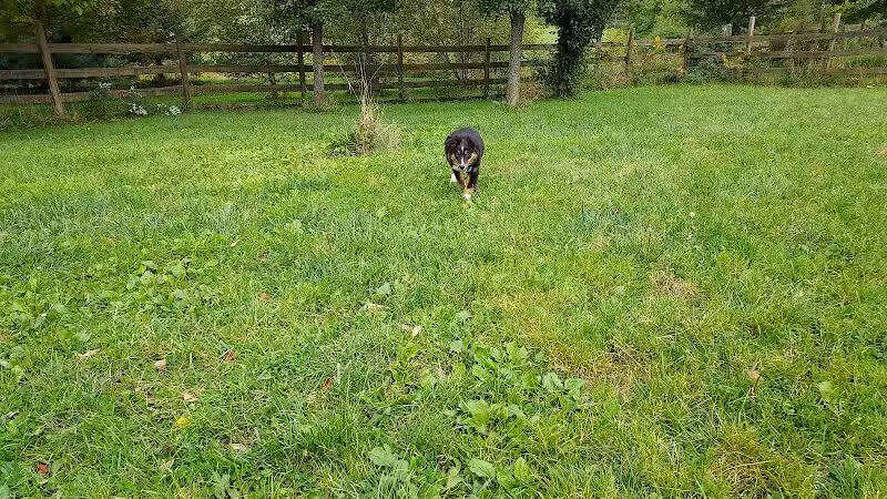 Abington Dog Park - Clarks Summit, PA