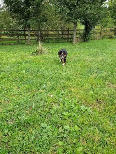 Abington Dog Park - Clarks Summit, PA