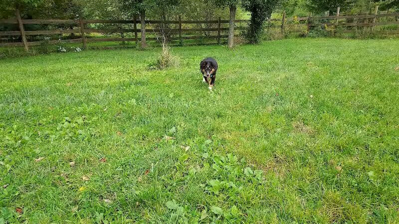 Abington Dog Park - Clarks Summit, PA