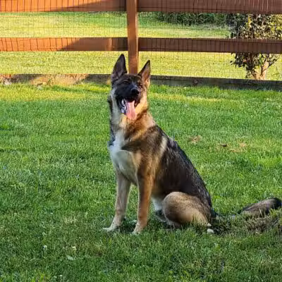 Abington Dog Park - Clarks Summit, PA