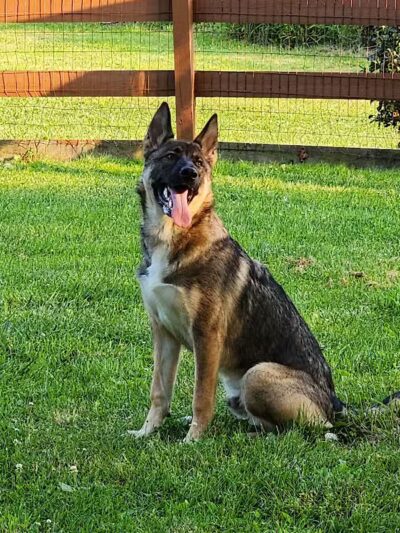 Abington Dog Park - Clarks Summit, PA