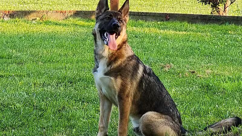 Abington Dog Park - Clarks Summit, PA