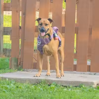 Abington Dog Park - Clarks Summit, PA