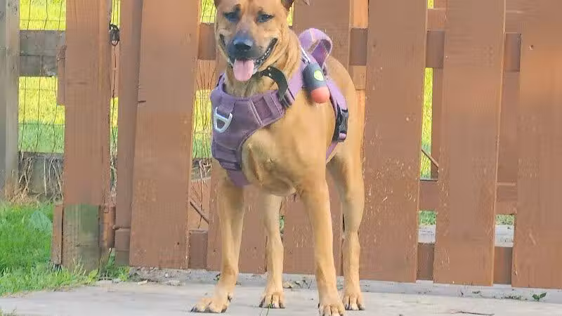 Abington Dog Park - Clarks Summit, PA
