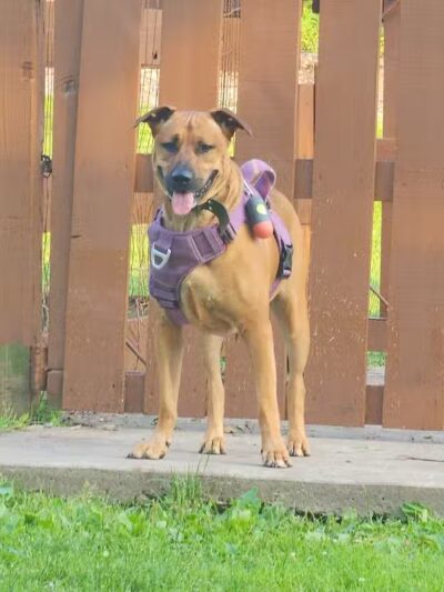 Abington Dog Park - Clarks Summit, PA