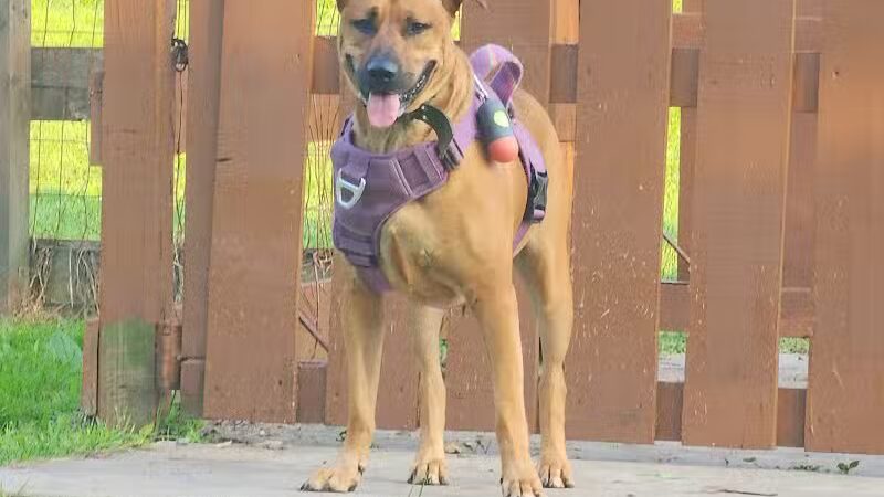 Abington Dog Park - Clarks Summit, PA