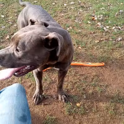 Clarksburg Dog Park - Clarksburg, WV