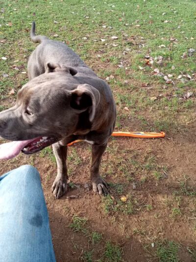 Clarksburg Dog Park - Clarksburg, WV