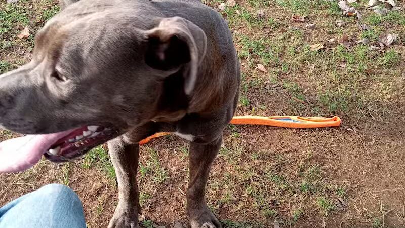 Clarksburg Dog Park - Clarksburg, WV