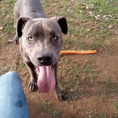 Clarksburg Dog Park - Clarksburg, WV