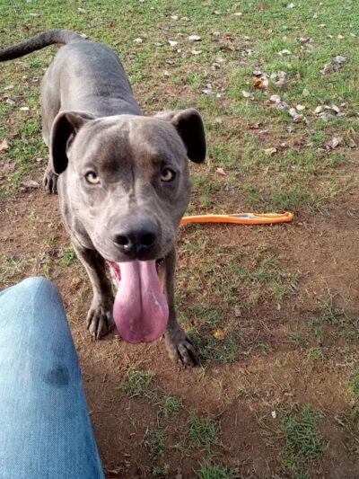 Clarksburg Dog Park - Clarksburg, WV