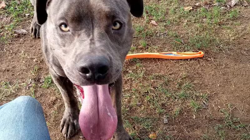 Clarksburg Dog Park - Clarksburg, WV