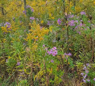 Gulley Park Disc Golf Course - Clarksville, OH
