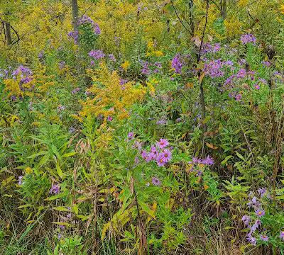 Gulley Park Disc Golf Course - Clarksville, OH