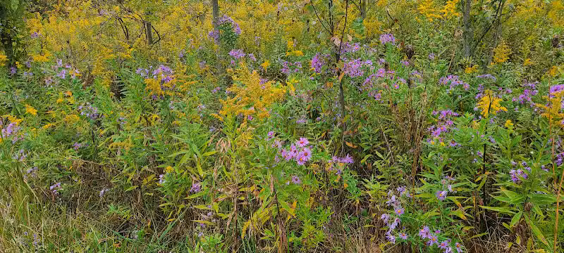 Gulley Park Disc Golf Course - Clarksville, OH