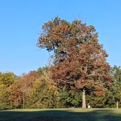 Gulley Park Disc Golf Course - Clarksville, OH