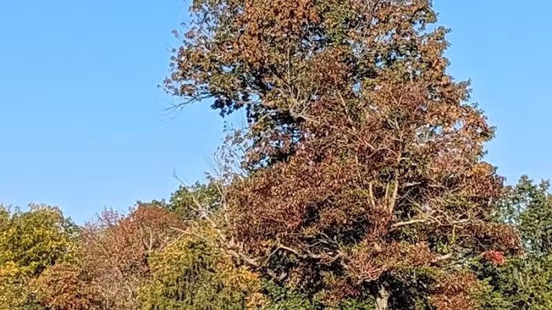 Gulley Park Disc Golf Course - Clarksville, OH