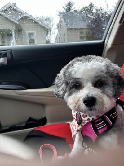 Clayton Pet Hotel & Spa - Clayton, OH