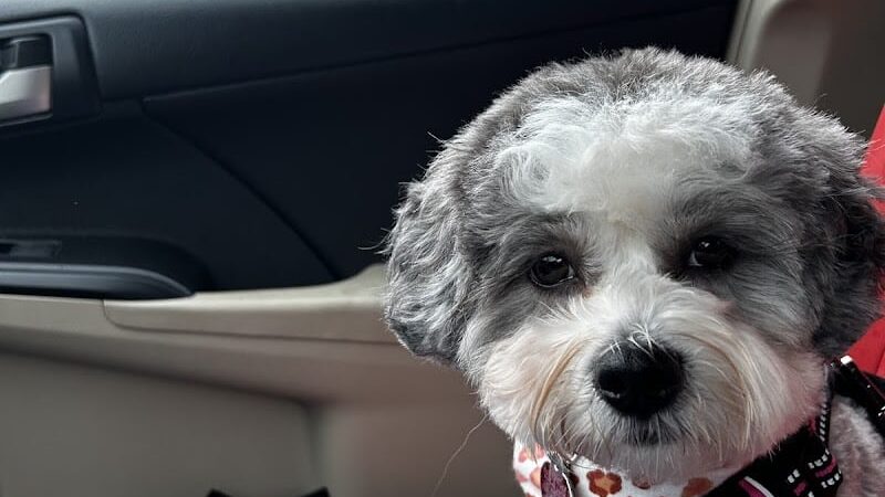 Clayton Pet Hotel & Spa - Clayton, OH