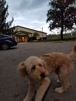 Clayton Pet Hotel & Spa - Clayton, OH