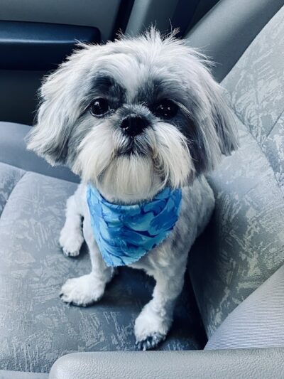 Clayton Pet Hotel & Spa - Clayton, OH