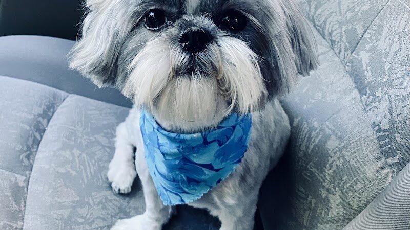 Clayton Pet Hotel & Spa - Clayton, OH