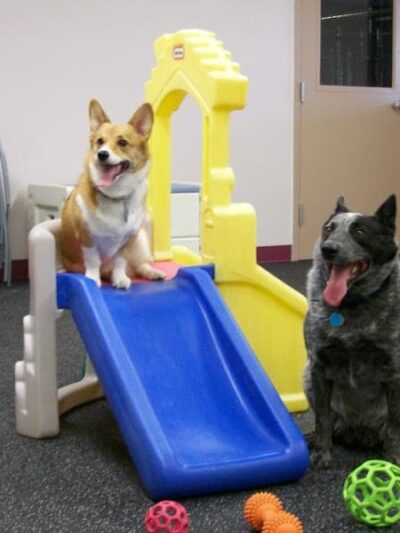 Clayton Pet Hotel & Spa - Clayton, OH