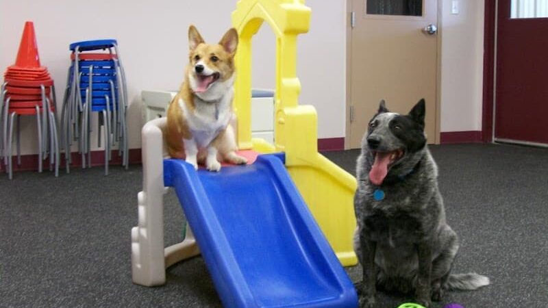 Clayton Pet Hotel & Spa - Clayton, OH