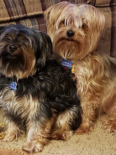 Clayton Pet Hotel & Spa - Clayton, OH