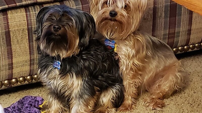 Clayton Pet Hotel & Spa - Clayton, OH