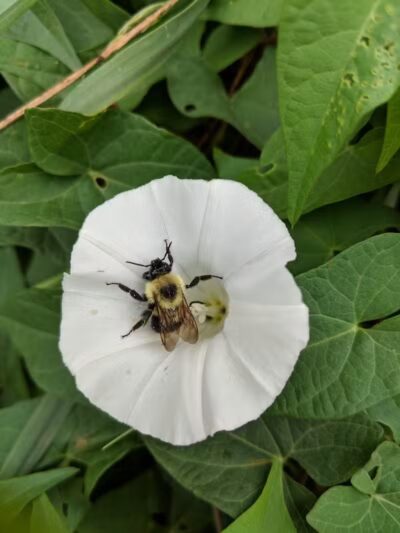 Coventry PEACE Park - Cleveland Heights, OH