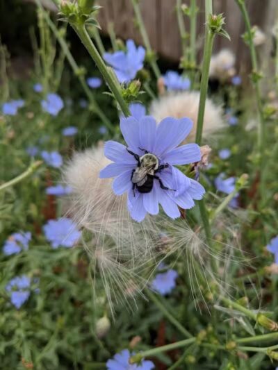 Coventry PEACE Park - Cleveland Heights, OH