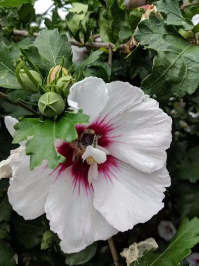 Coventry PEACE Park - Cleveland Heights, OH