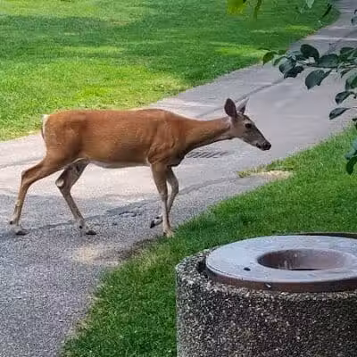 Cumberland Park - Cleveland Heights, OH