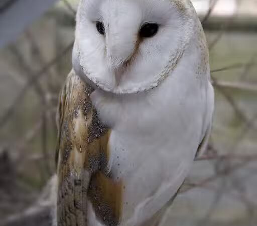 Cumberland Park - Cleveland Heights, OH