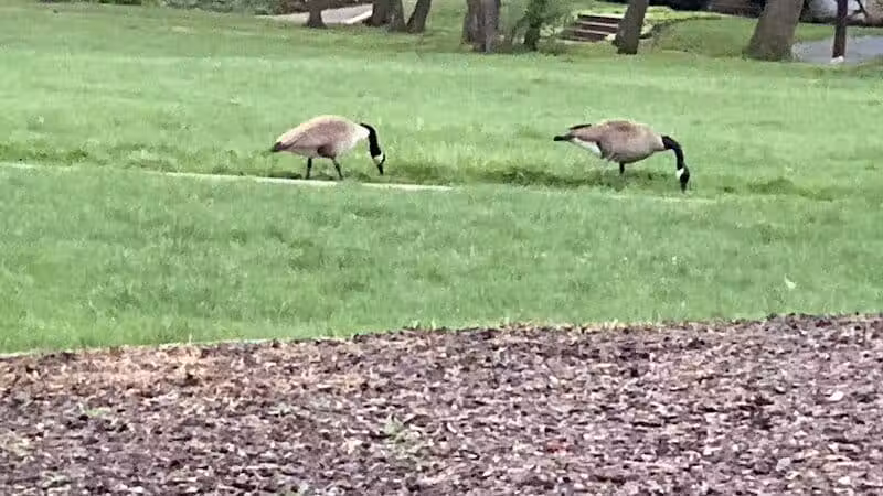 Cumberland Park - Cleveland Heights, OH