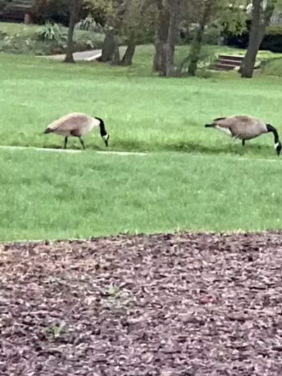 Cumberland Park - Cleveland Heights, OH