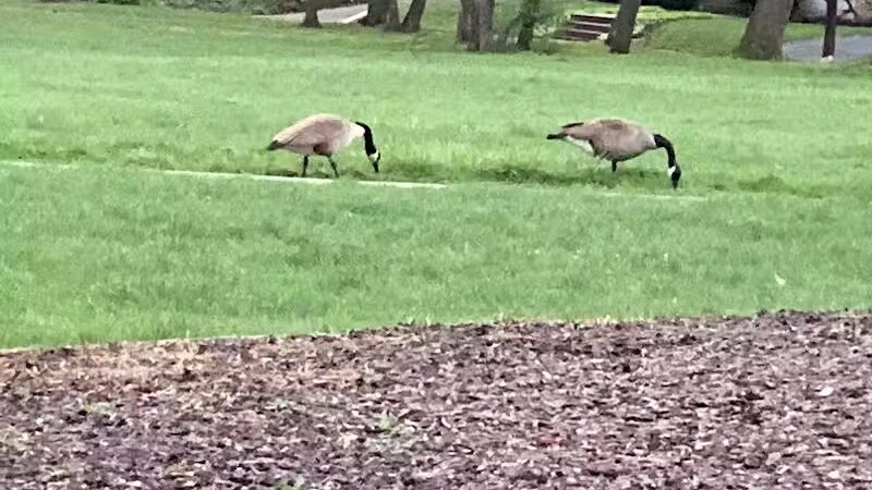 Cumberland Park - Cleveland Heights, OH