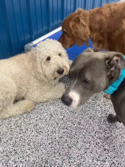 PawsCLE - Cleveland Heights, OH