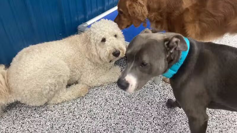 PawsCLE - Cleveland Heights, OH