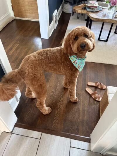 PawsCLE - Cleveland Heights, OH