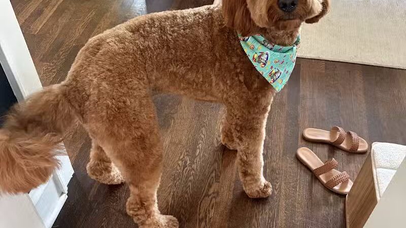 PawsCLE - Cleveland Heights, OH