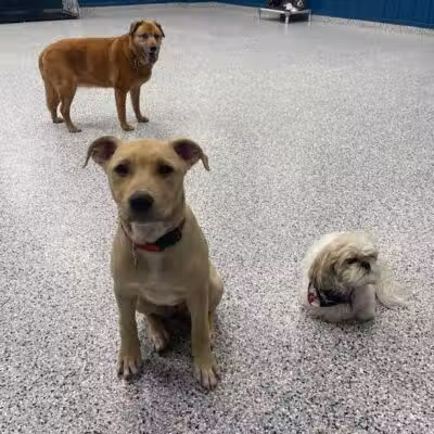 PawsCLE - Cleveland Heights, OH