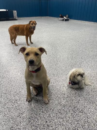 PawsCLE - Cleveland Heights, OH