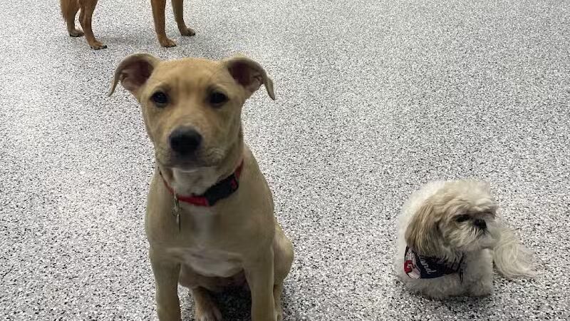 PawsCLE - Cleveland Heights, OH