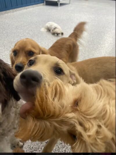 PawsCLE - Cleveland Heights, OH