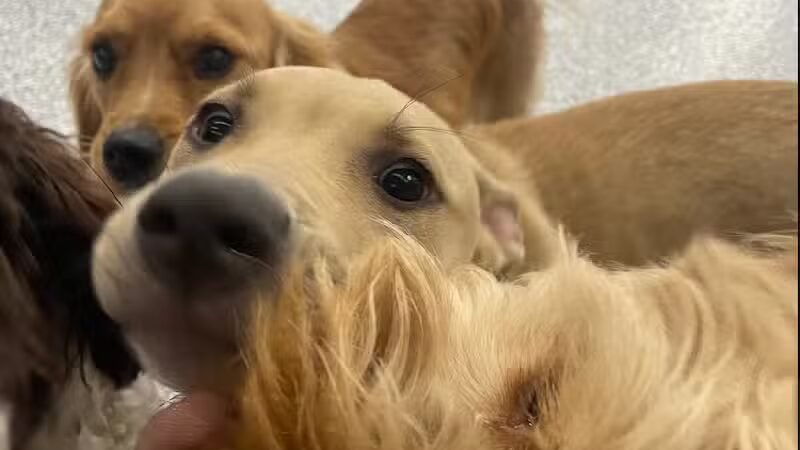 PawsCLE - Cleveland Heights, OH