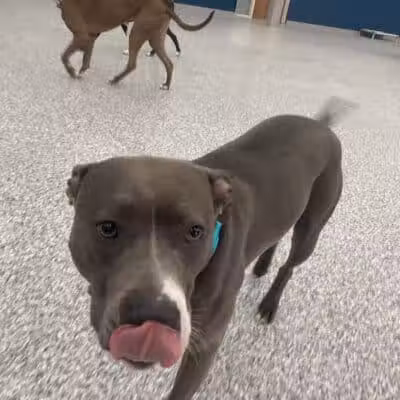 PawsCLE - Cleveland Heights, OH