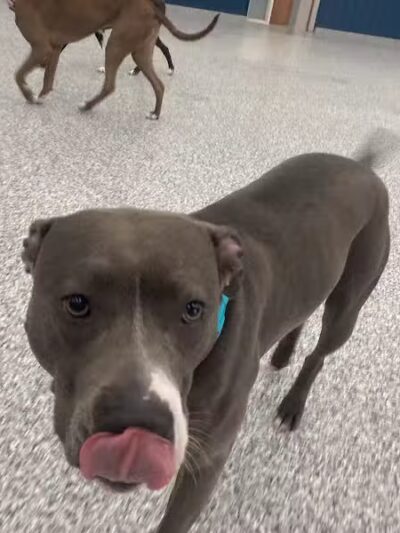 PawsCLE - Cleveland Heights, OH